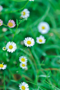 daisy, Daisy Fleabane or Erigeron annuus or Erigeron karvinskianus or Latin American fleabane or Mexican Fleabane or white flower