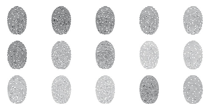 Collection of fingerprint patterns showcases varying ridge characteristics dermatoglyphics