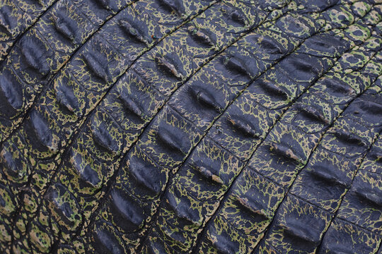 Crocodile skin grey color leather texture background.