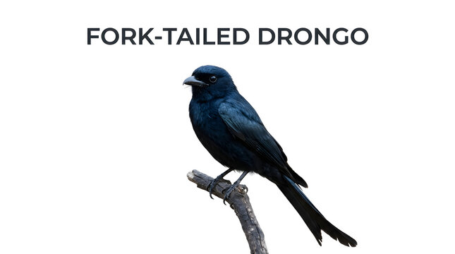 A striking black fork-tailed drongo perched on a branch
