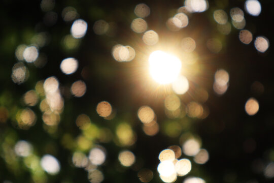 Sunlight Bursting Through Leaves with Golden Bokeh Circles for Abstract Nature Backgrounds