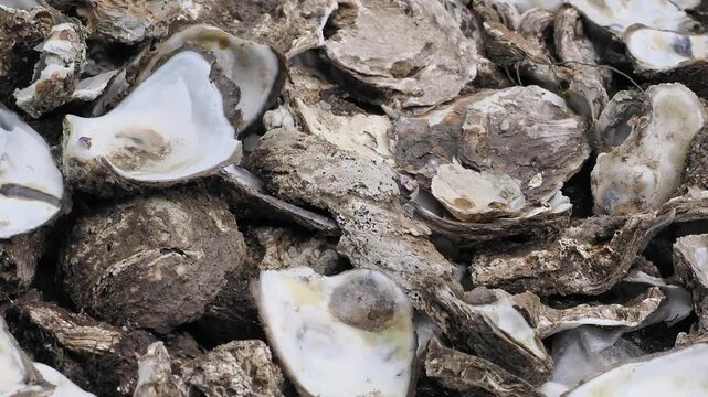 Pile of empty oyster shells swarming with flies featuring rough, grayish brown outer shells and smooth, pearly white inner surfaces.