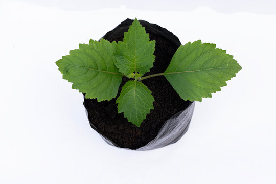 Patchouli plant in a black polybag against a white background; a raw material for essential oil, aromatherapy, and herbal medicine. A patchouli seedling (Pogostemon cablin) growing in a polybag a medi