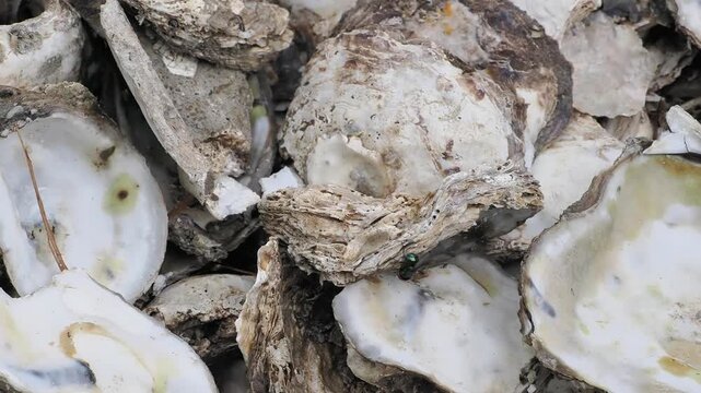 Pile of empty oyster shells swarming with flies featuring rough, grayish brown outer shells and smooth, pearly white inner surfaces.