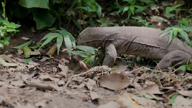 Asian water monitor lizard in Thailand digging and eating worms in the jungle. Green foliage of rainforest as the animal rummages for dinner. Location: Railay, Ao Nang, Thailand