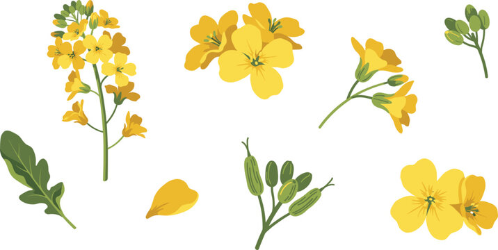 Yellow Canola and Rapeseed Mustard Flower Set with Blooming Stems Leaves and Seed Pods Vector Illustration for Agriculture Designs