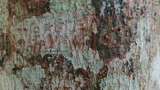 Natural tree bark texture covered with green lichen and moss.