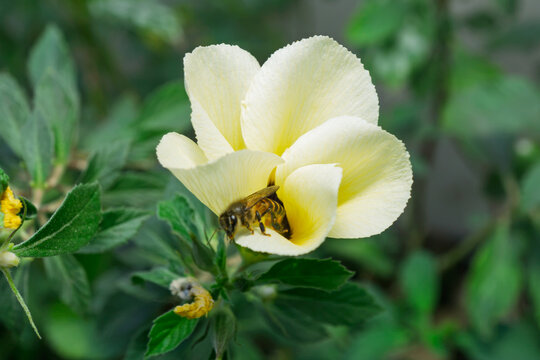 Close up view of honey bee flying near yellow flower to collect pollen