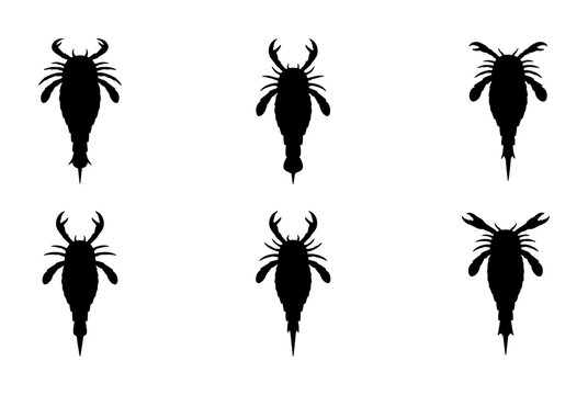 Six Black Silhouette Copepod Illustrations, Microscopic Marine Life Vector Set, Aquatic Plankton Icons