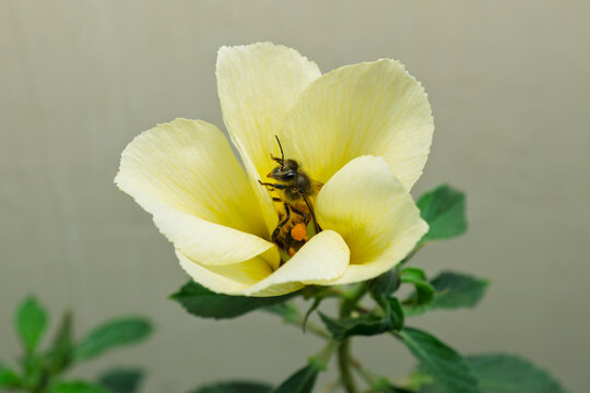 Close up view of honey bee flying near yellow flower to collect pollen
