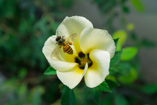 Close up view of honey bee flying near yellow flower to collect pollen