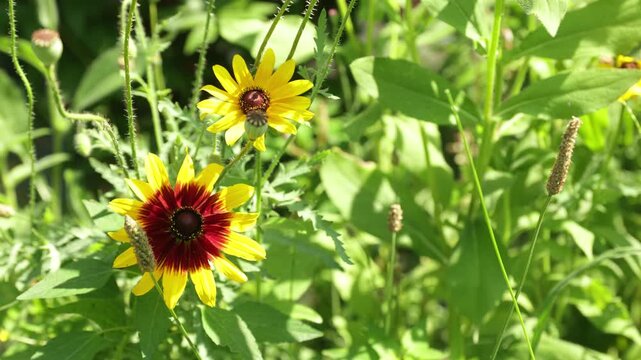 Gloriosa Gaisy yellow flowers in the garden