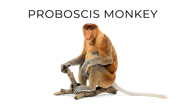A proboscis monkey, known for its large nose, sits on a tree branch against a plain background.