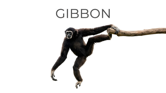 A gibbon hangs from a branch, showcasing its agility. The word GIBBON is displayed above the creature