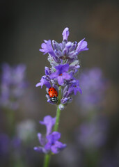 Beautiful red ladybug sits on young lavender bush flower bloom © Shae