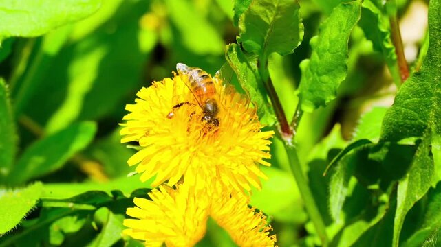 Macro. The honey bee collects pollen from a dandelion flower. Collects nectar