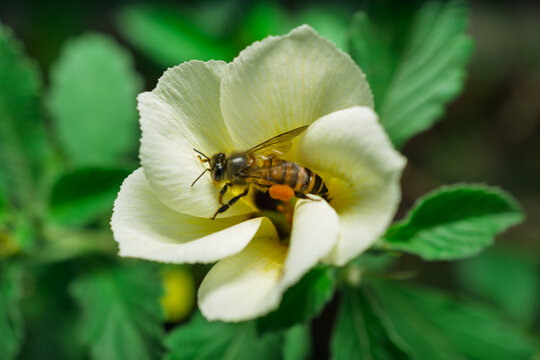 Close up view of honey bee flying near yellow flower to collect pollen