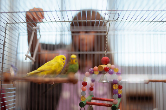 Little Girl Watching Her Domestic Yellow Budgie Parrots Inside Cage. Happy child looks at colorful pet birds standing near bright beaded swing