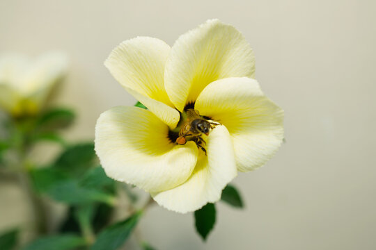 Close up view of honey bee flying near yellow flower to collect pollen