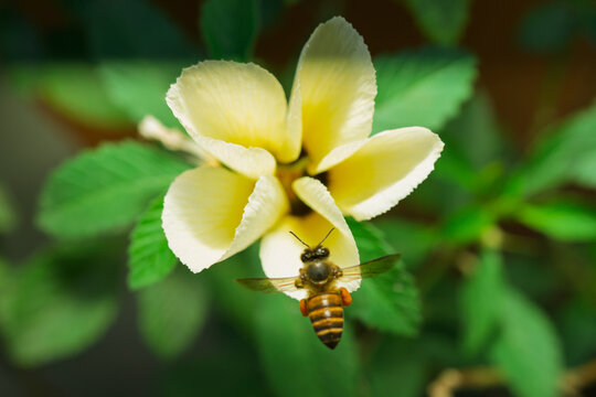 Close up view of honey bee flying near yellow flower to collect pollen