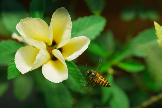 Close up view of honey bee flying near yellow flower to collect pollen