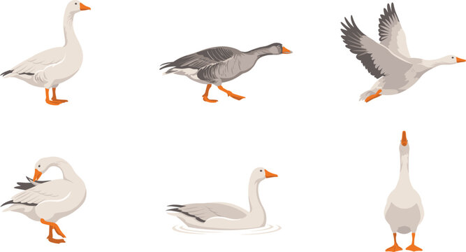 Domestic goose character pose collection featuring white and grey geese standing flying swimming preening and walking for farm wildlife nature vector designs