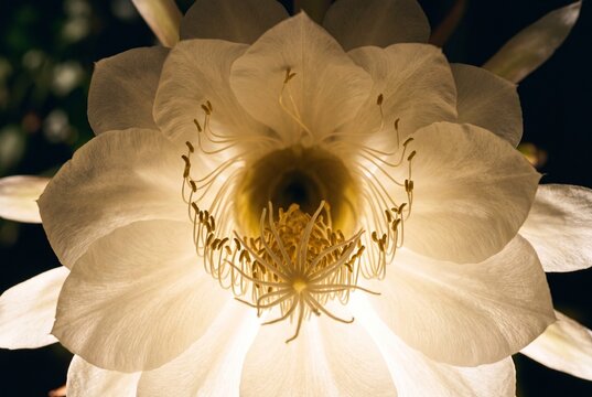 Macro Close up of an Epiphyllum Flower Bloom Against a Dark Background