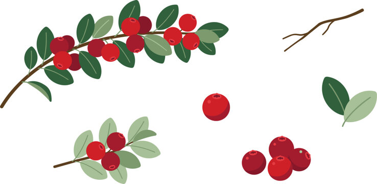 Fresh lingonberry and cranberry vector set featuring ripe red wild berries green leaves and woody twigs for healthy food cosmetic packaging and botanical designs