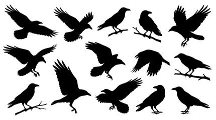 Naklejka premium Crow and raven black bird silhouettes set