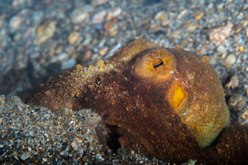 An octopus burrowing into a pebble and sand substrate on the seabed © Sergio Llaguno