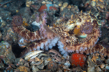 An octopus extending its arms across a rubble-strewn seafloor © Sergio Llaguno