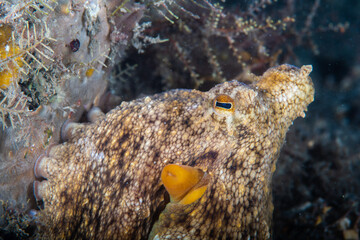 An octopus camouflaged near marine growth © Sergio Llaguno