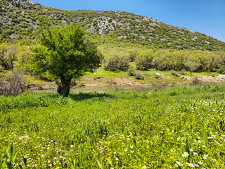 A leafy tree stands beside a gentle stream, framed by red, yellow, and white wildflowers dotting the meadow under clear blue sky. 📍 Daga Shekhan, Marivan, Kurdistan  © Hawraman83
