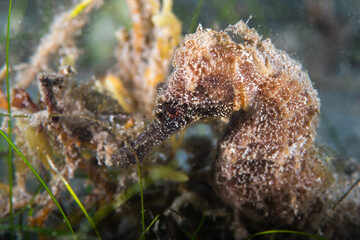 Seahorse camouflaged among marine vegetation on a sandy seafloor © Sergio Llaguno
