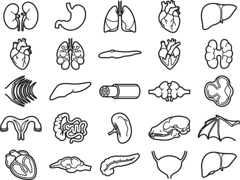 A clean line art illustration displays a variety of human and animal organ icons, meticulously organized for clarity and educational purposes.