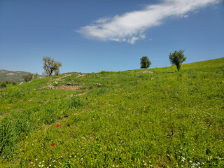 Sweeping hillside meadow dazzles with red and white wildflowers scattered beneath scattered trees, rolling gently under a brilliant spring sky with drifting clouds. 📍Daga Shekhan, Marivan, Kurdistan  © Hawraman83