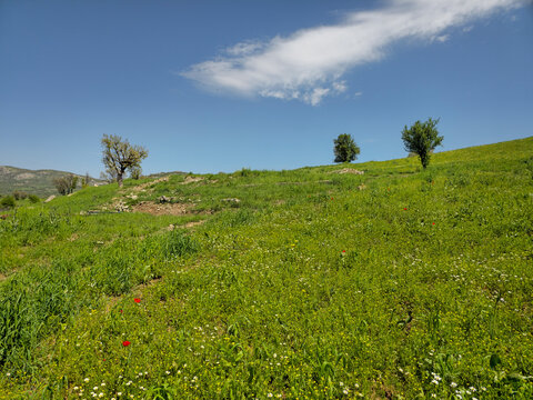Sweeping hillside meadow dazzles with red and white wildflowers scattered beneath scattered trees, rolling gently under a brilliant spring sky with drifting clouds.
📍Daga Shekhan, Marivan, Kurdistan 
