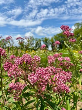 flowers in the garden