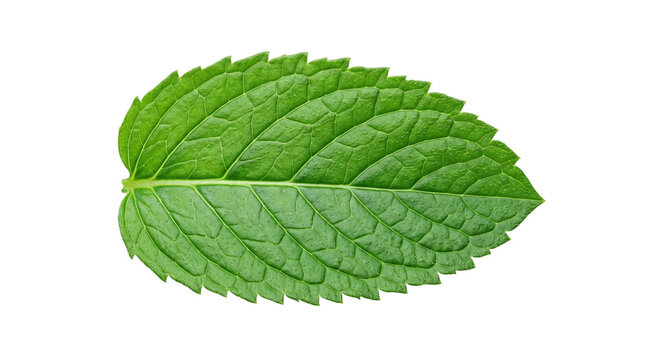 Fresh green mint leaf with detailed texture. Vibrant peppermint herb for culinary and wellness concepts. Single organic spearmint leaf. isolated PNG with Transparent Background