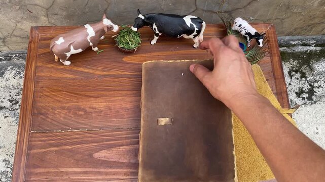 The Hidden World of the Cattle Rumen &mdash; Unique Real Footage for Storytelling About Rumen Science, Feed Additives, Animal Nutrition, Growth, and Livestock Innovation