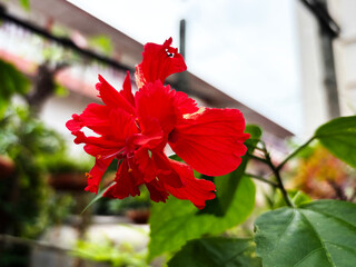 Vibrant red double hibiscus flower blooming close up in outdoor tropical garden setting © Orathai