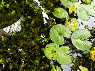 Green water lily pad leaves floating on water surface in garden pond top view © Orathai