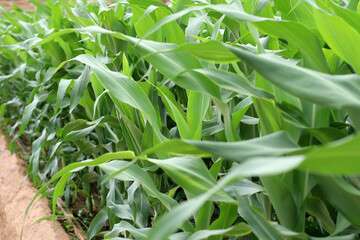 Naklejka premium Young sorghum crop&nbsp;in a farm field.
