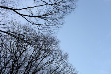 Obraz premium Winter tree silhouette with branches against sky