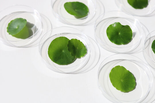 Centella asiatica leaves inside lab petri dishes on white background.