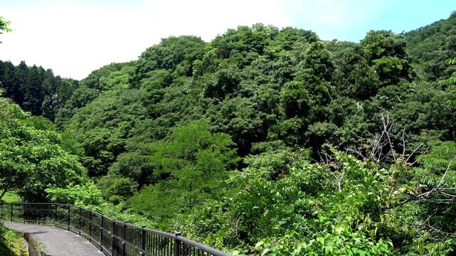 Forest Stream and Taro-Jiro Falls in Tsuru, Yamanashi, Japan