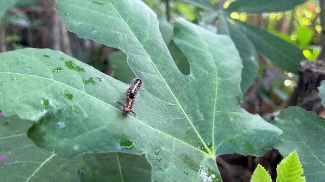 Hairy caterpillar crawling on a vibrant green leaf, showcasing natural wildlife and insect movement