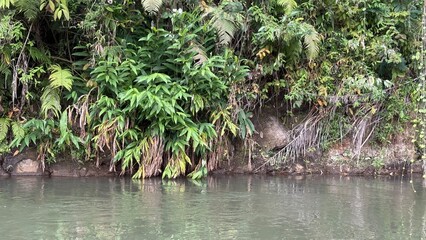 Calm River Flowing Along Lush Tropical Riverbank with Dense Wild Foliage and Ferns © Danmoch