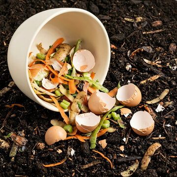 Organic kitchen waste being prepared for composting in a garden soil.