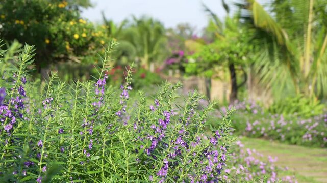 Purple Angelonia Flowers Blooming in Sunlit Tropical Garden